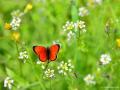 Lycaena ottomanus (Osmanlıateşi)